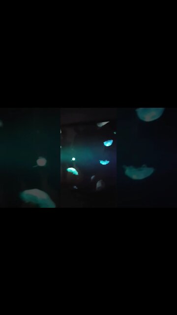 Jellyfish are mesmerizing to look at