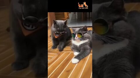 cats eye glasses #catseyes #Petsandwild