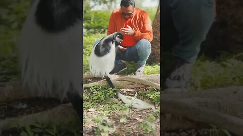 🦍🙊🙈 #monkey #shorts