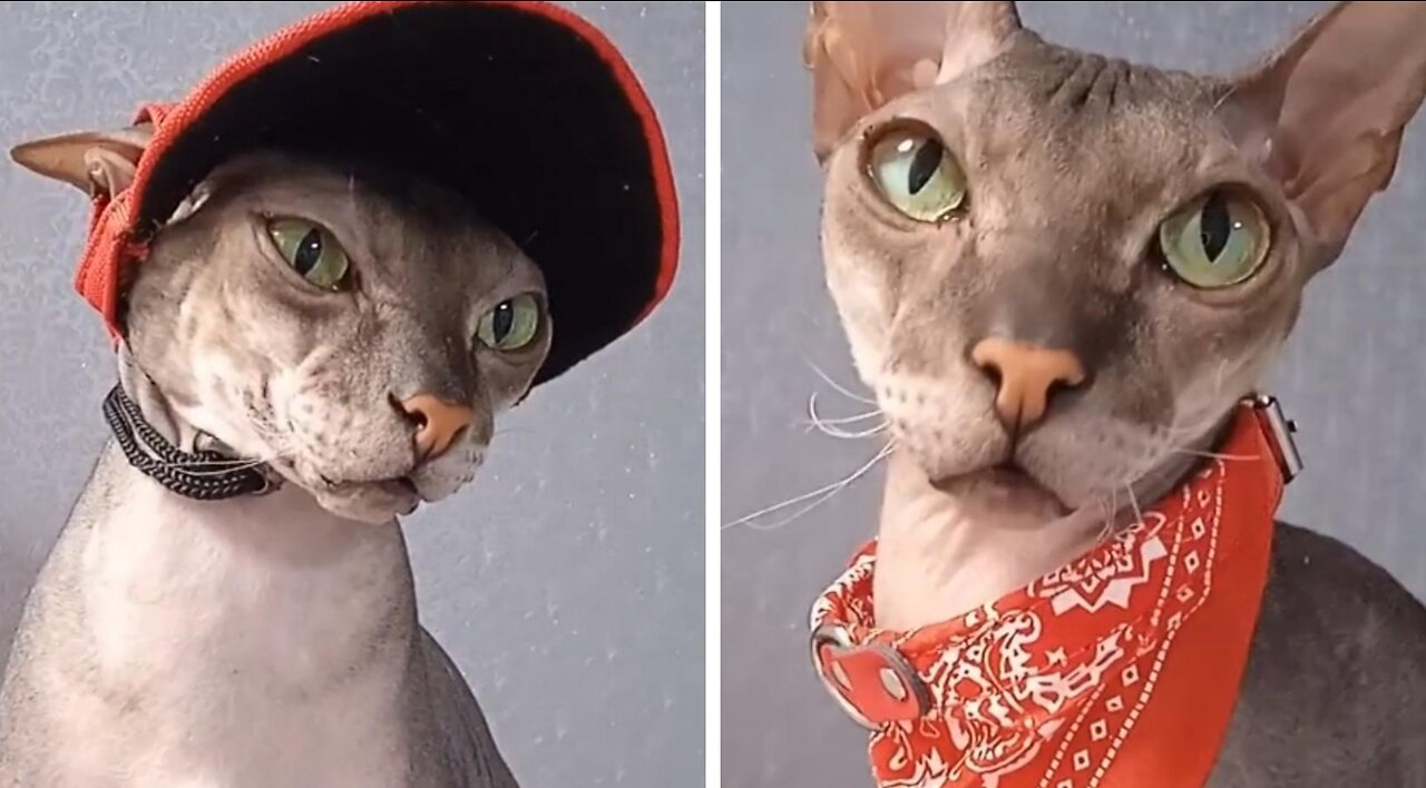 Actors and actresses (cats)