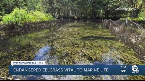 Endangered eelgrass vital to marinelife