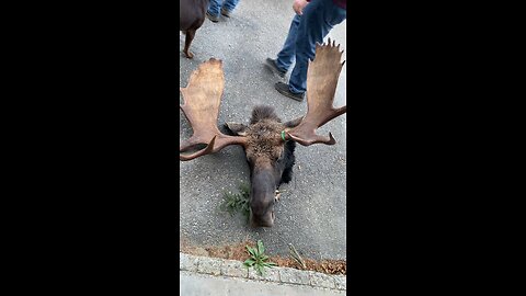 Moose 2