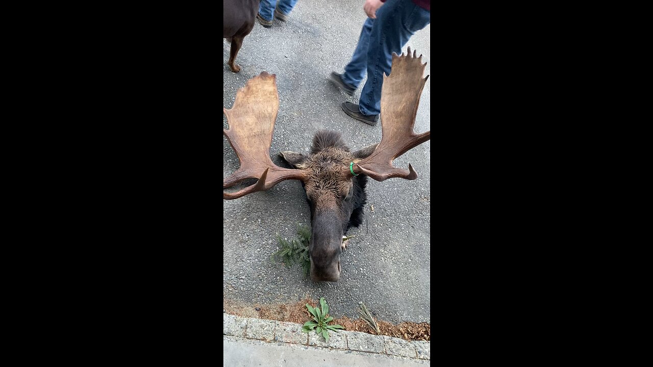 Moose 2