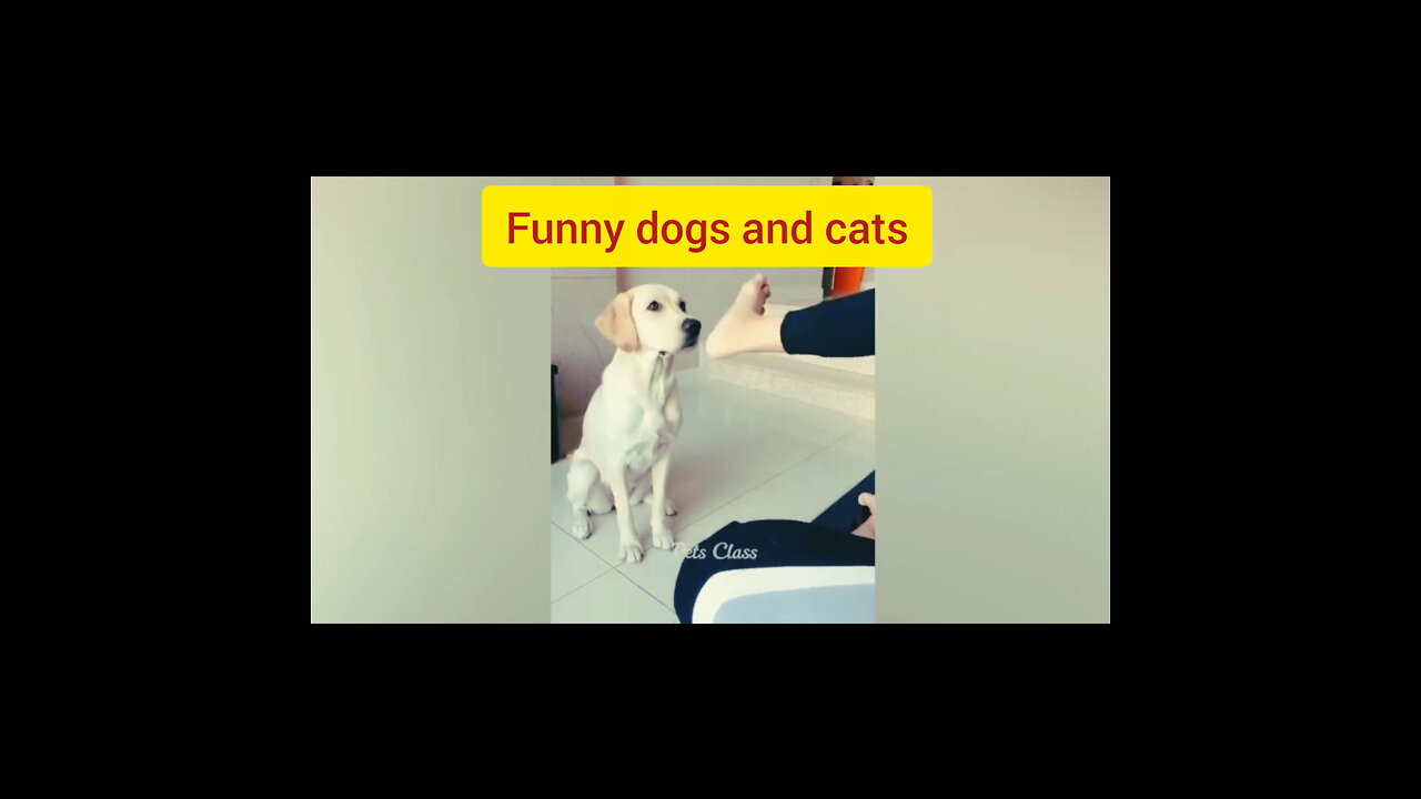 New Funny Videos 2022 😍 Cutest Cats and Dogs 🐱🐶