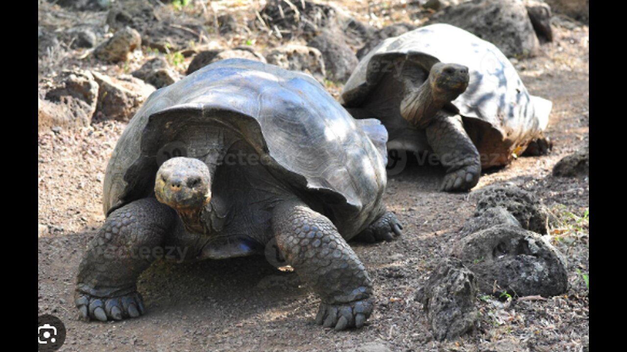 GALAPAGOS ISLAND UNIQUE CREATURES AT RISK FROM WARMING WATERS