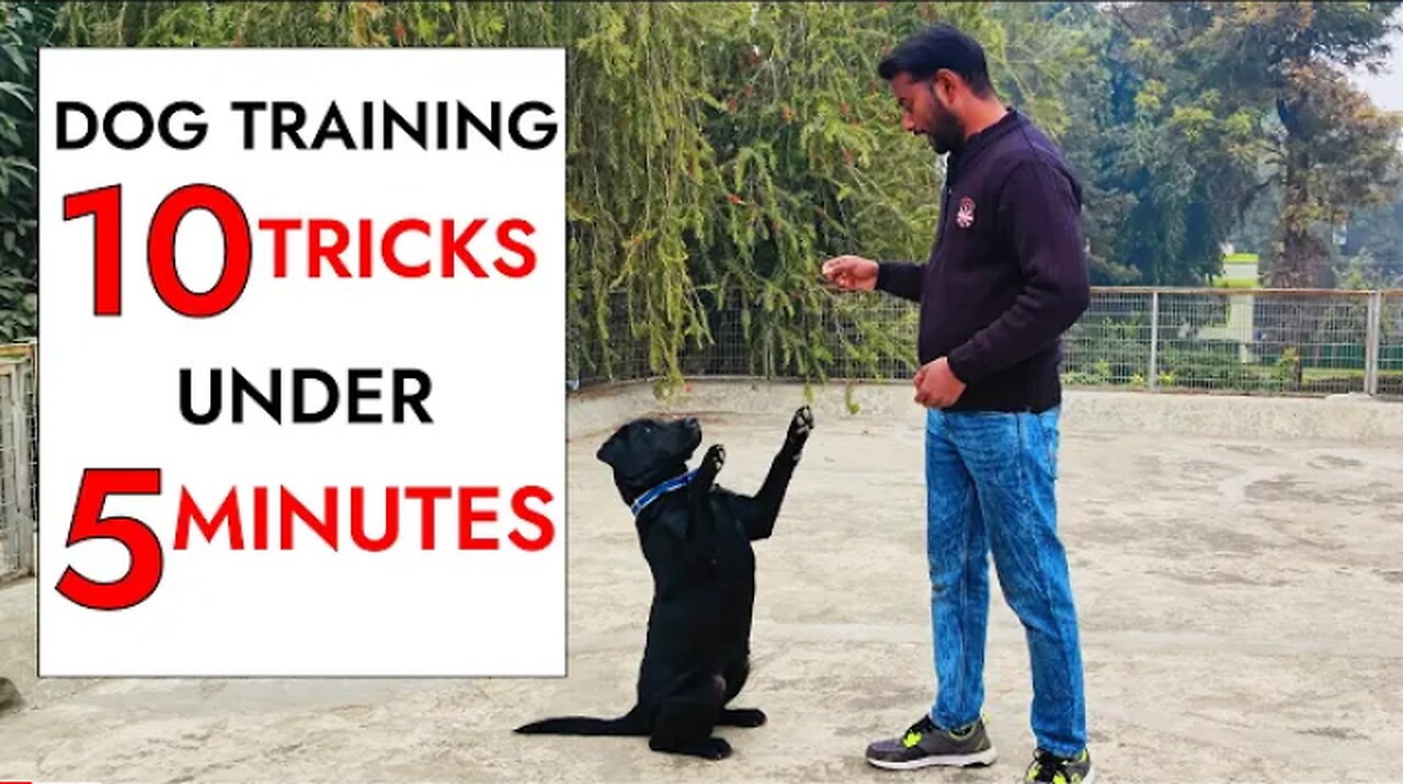 10 dog training tricks in Just under 5 minutes!