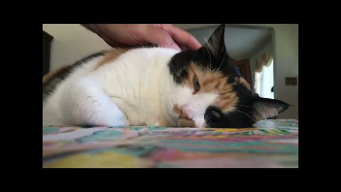 Half asleep cat politely declines pets #Shorts