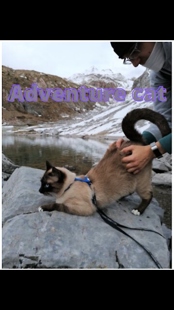Adventure cat on action