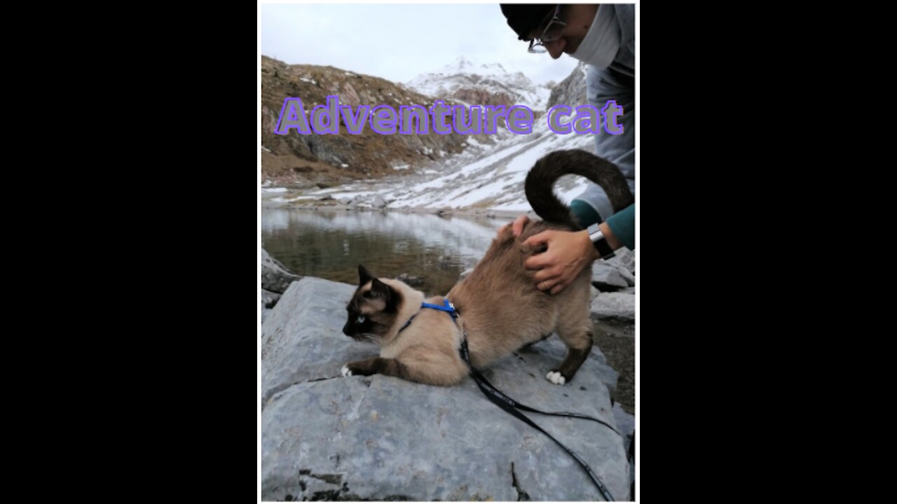 Adventure cat on action