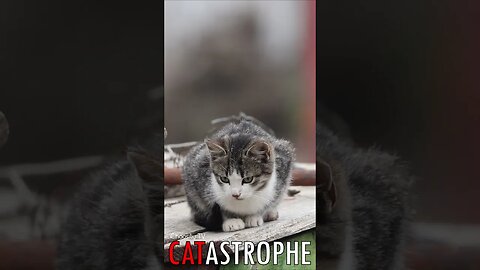 😼 #CATASTROPHE - Kitten Tail Tale 🐈