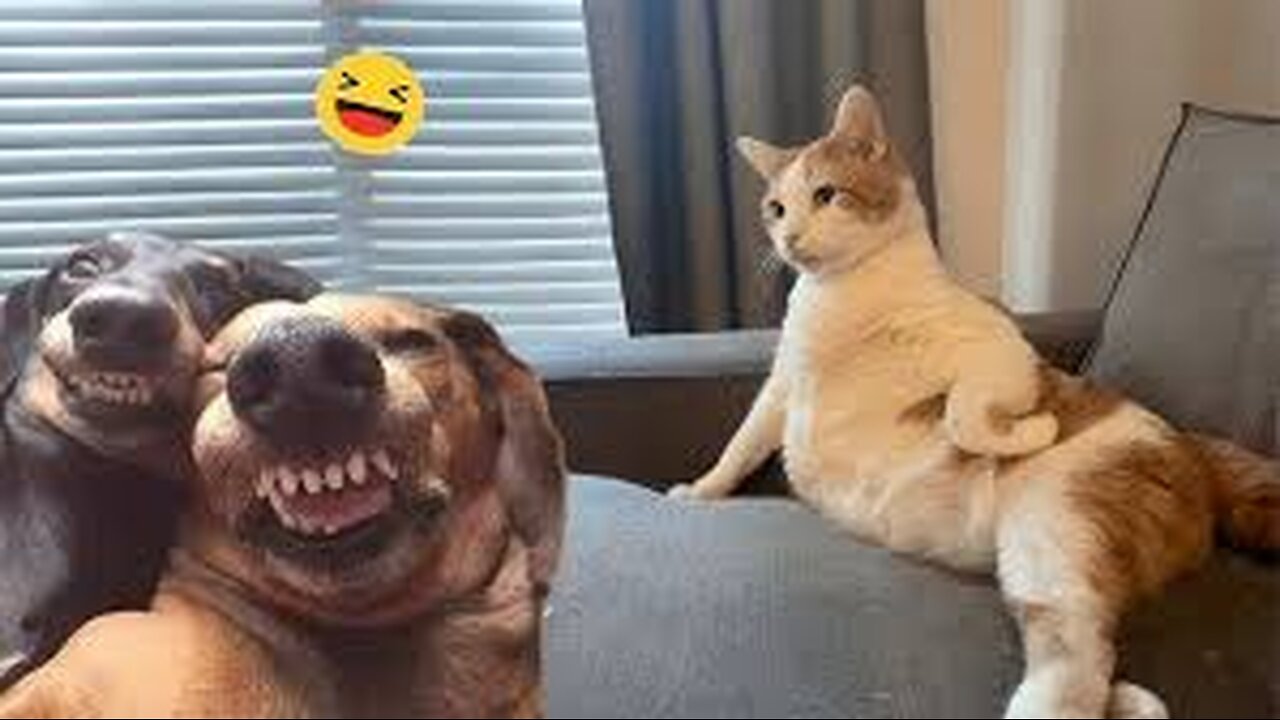 The Most Dramatic Dogs are Waiting for You here!😮🤣 FUNNIEST Animal Videos