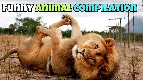 Funny animal videos compilation