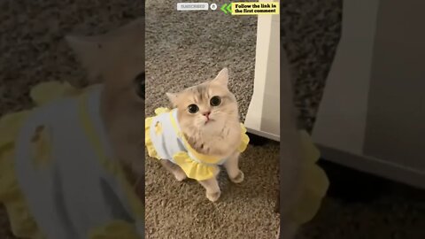 cute cat videos 😹 funny videos 😂 711 😻 #shorts #shortsfunny #cutecat #funnycat #catvideos #catscare