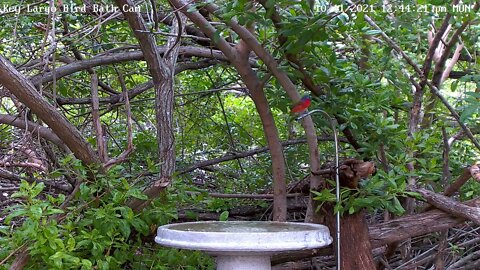 Painted Bunting - Male