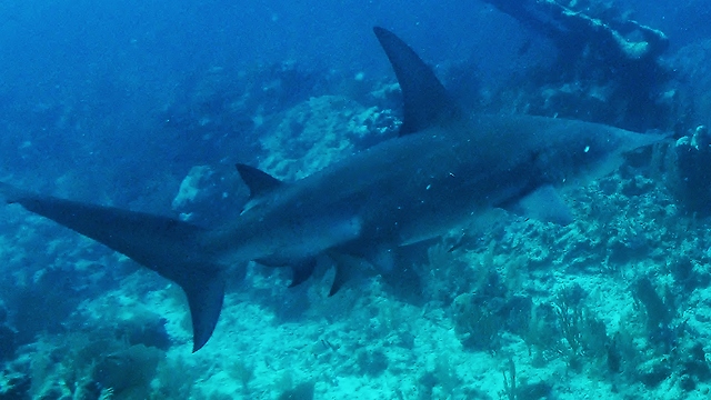 Fearless diver chases down hammerhead shark