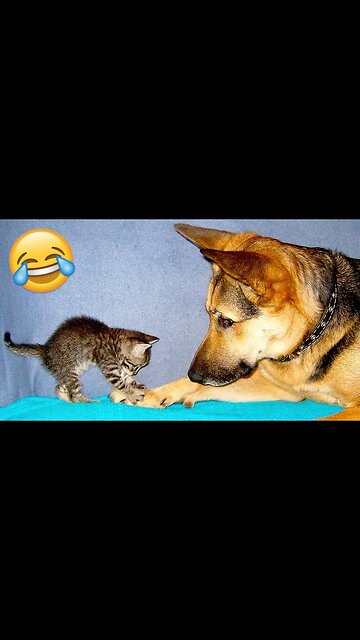 Funniest Animals Video 2023 😁 - Try Not To Laugh Challenge Dogs And Cats #cute #animals #trending
