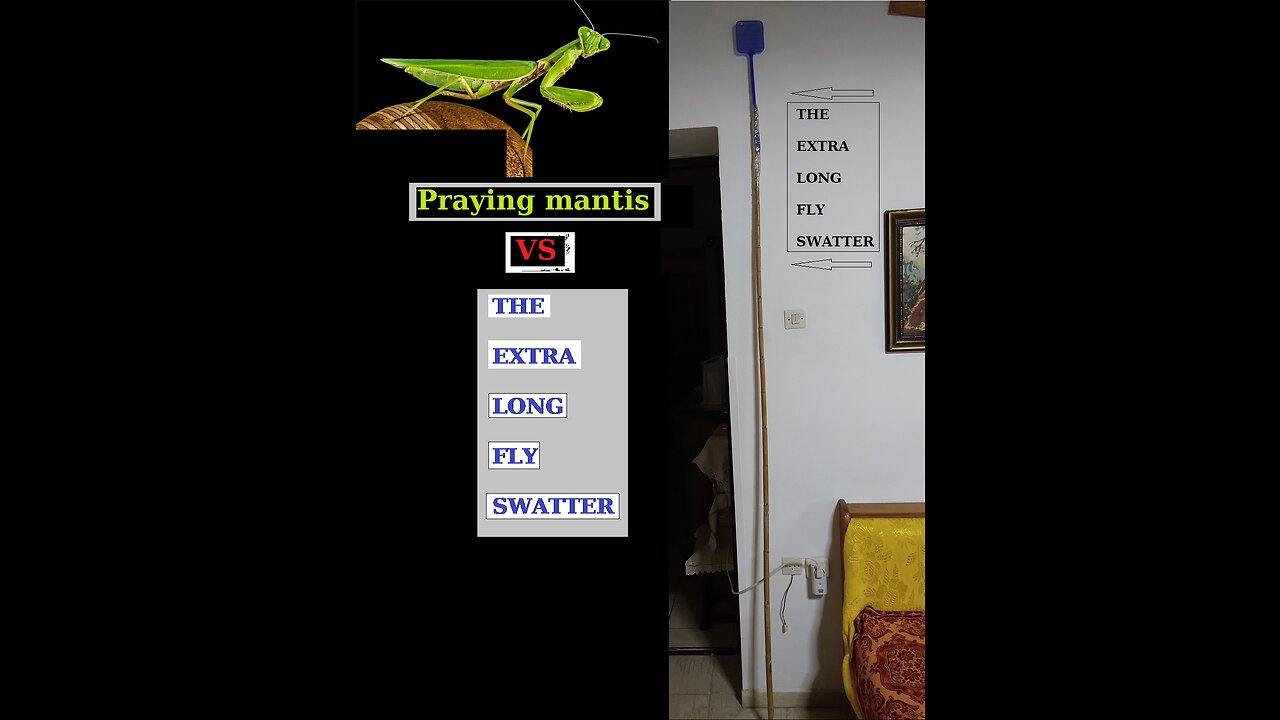 Praying Mantis_VS_Extra Long Fly Swatter