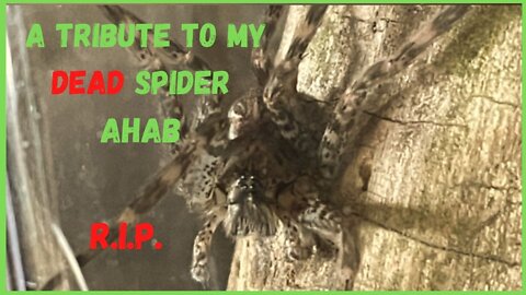 A Tribute to My Dead Spider (Warning: Kind of Gross, but Cool)