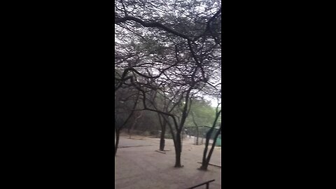jungle view