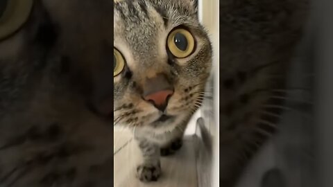 Top best funny animal videos of 2022-2023😂