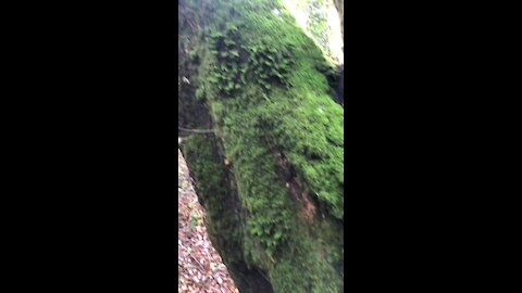 Tree Broke on the Trail