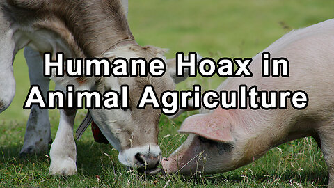 Unveiling the Humane Hoax in Animal Agriculture
