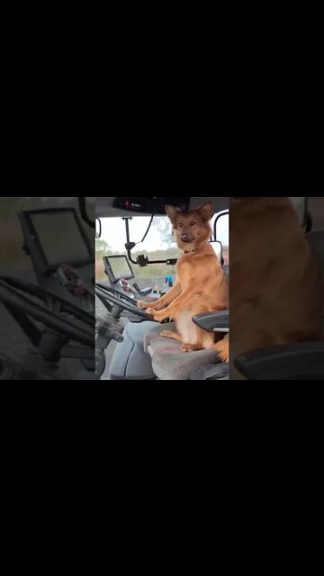 Sheep Dog / Police Dog ..Farm Dog!