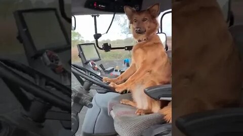 Sheep Dog / Police Dog ..Farm Dog!