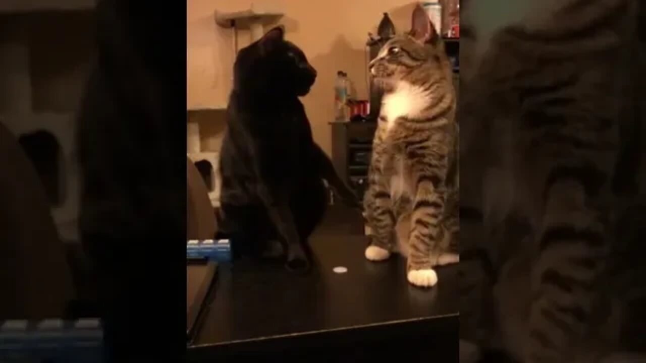 Cat's Kung Fu game is Strong!