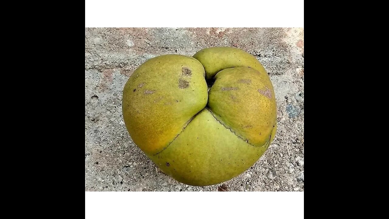 I accidentally found a medicinal fruit -pata de elephante
