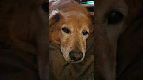 Titan thinking about work age 12 #best #dog #life #goldenretriever