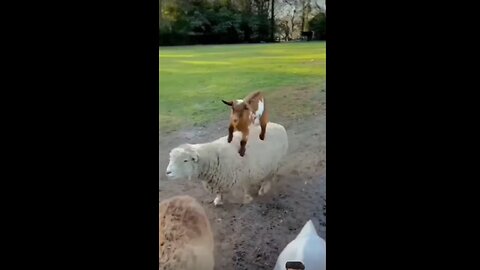 Goat funny moments 2023