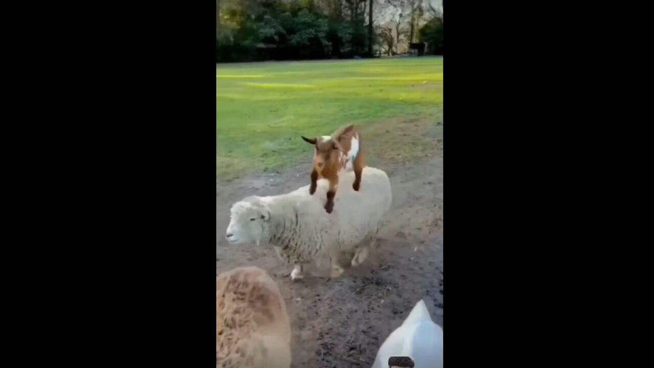Goat funny moments 2023