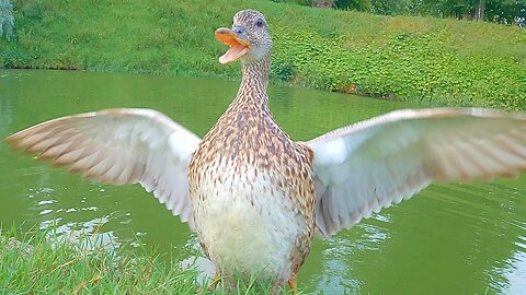 Gadwall Duck Family is Suspicious of My GoPro Camera