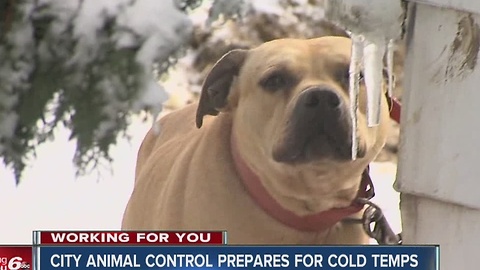 CALL 6: Animal control reminds owners to bring pets in during bitterly cold temps