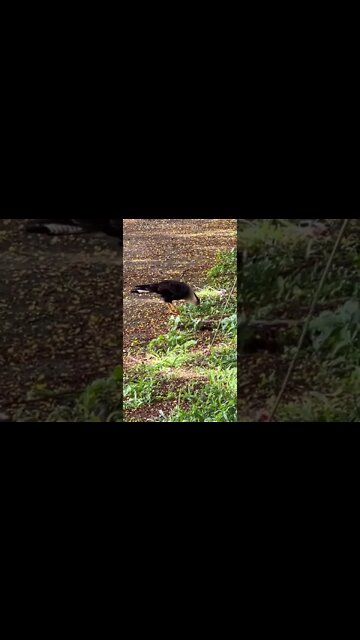 O Carcará Achou um Petisco!