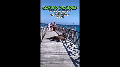 Komodo Dragon Fun Facts