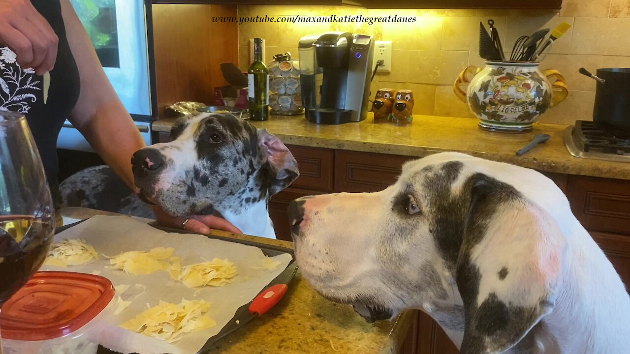 Fast Foodie Great Dane Blows Bubbles While Catching Cheese