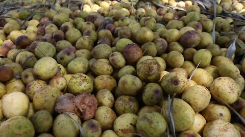 SOUTH AFRICA - Durban - Umthayi marula festival video's batch 2 (MaJ)