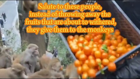 Feeding monkeys