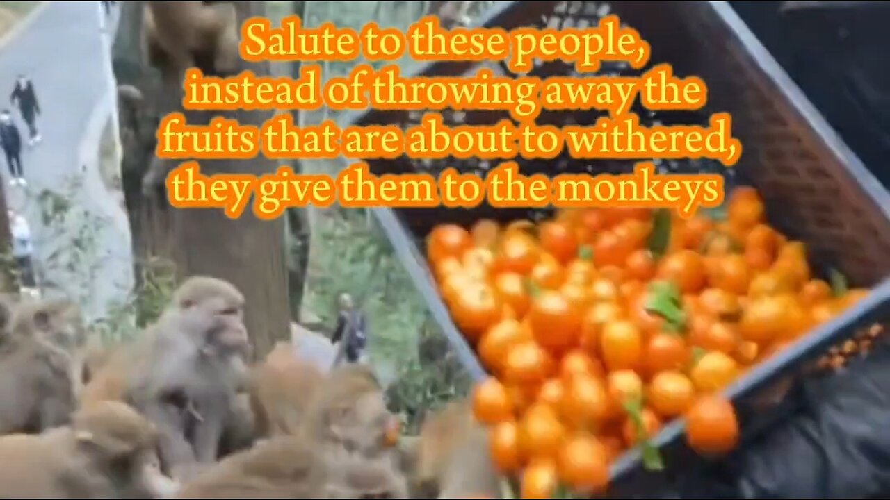 Feeding monkeys