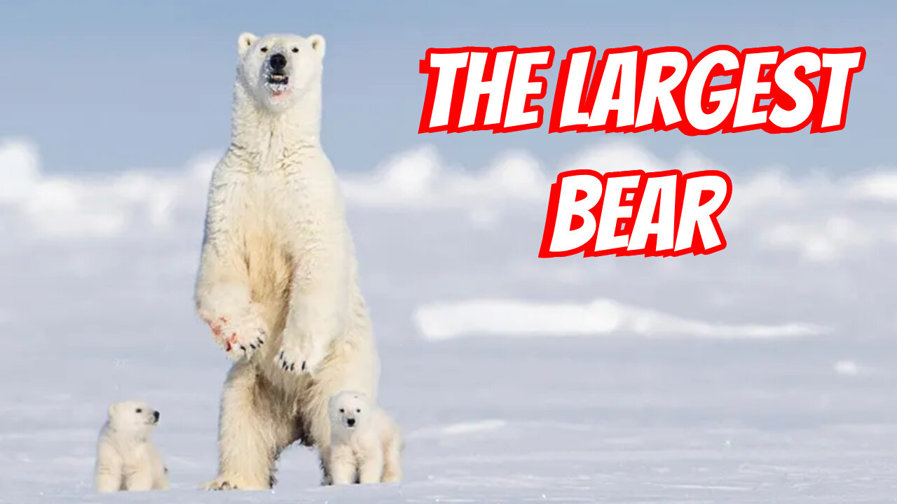 The Largest Bears In The World!