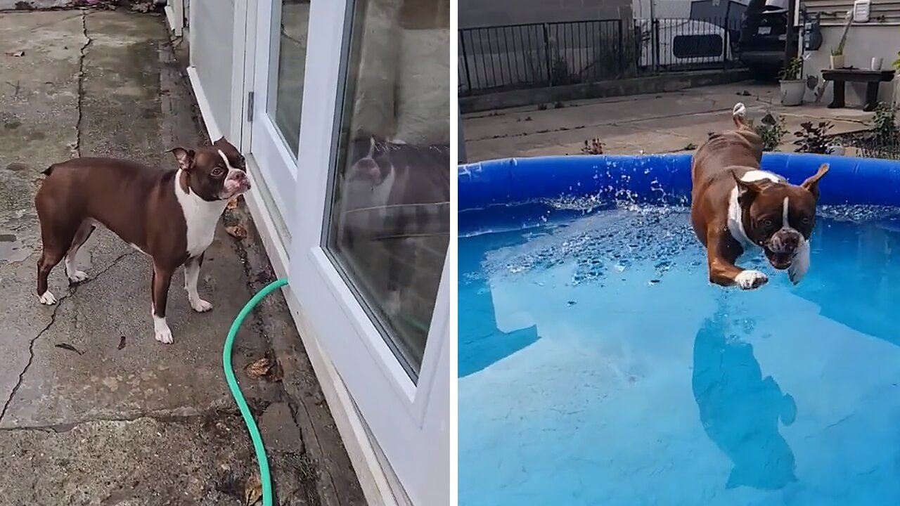 Boston Terrier's Swim Journey To His Indoor Pool