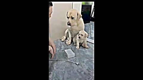 Funny animals ❤️mother love 🐶 cute puppy