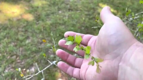 Just an update and walk through the food forest