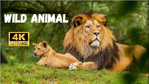 Wild animal 4k - Relaxing video - senic film music - enjoy 4K Ultra HD