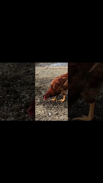 16 week old cockerel red