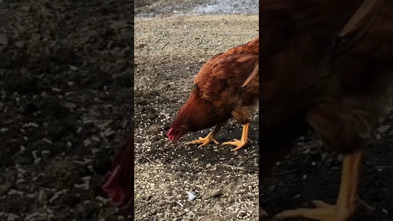 16 week old cockerel red