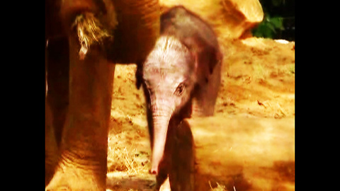 Baby Elephant is Internet Star