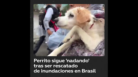 Perro conmueve al mundo al seguir ‘nadando’ tras ser rescatado de inundaciones